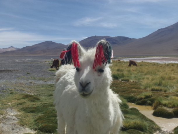 lama bolivie