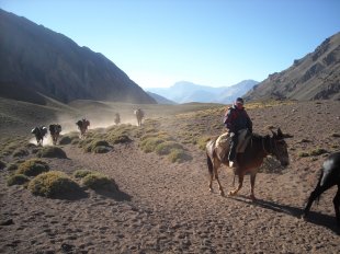 approche mules camp de base aconcagua
